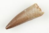 Fossil Plesiosaur (Zarafasaura) Tooth - Morocco #196719-1